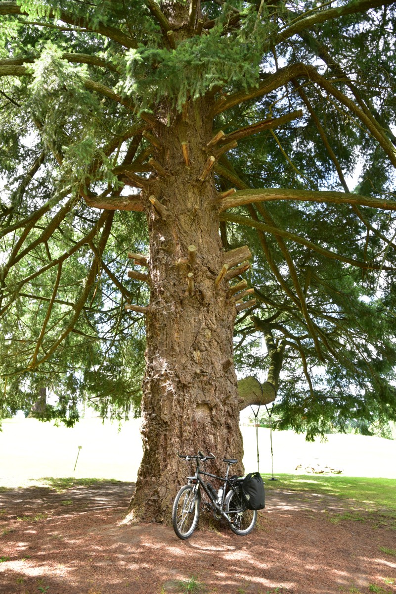 Pseudotsuga menziesii - Kaarz - August 2016