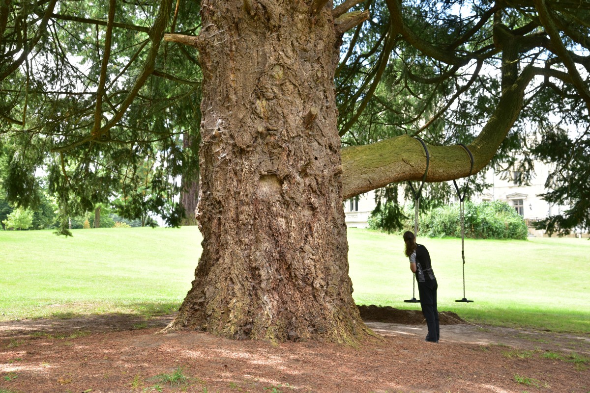 Pseudotsuga menziesii - Kaarz - August 2016