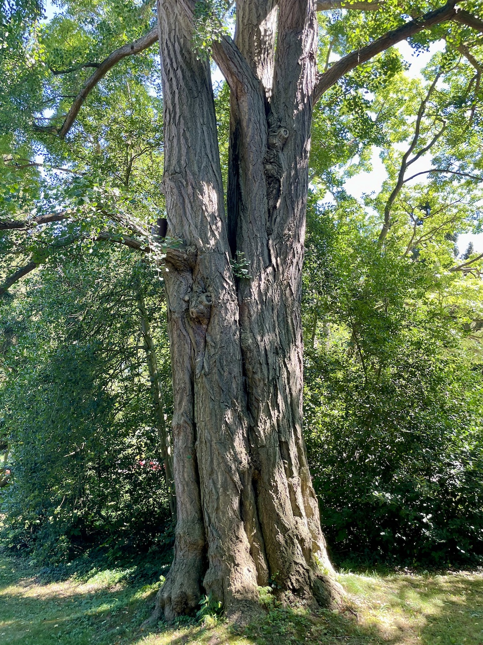 Ginkgo biloba - Bad Homburg - August 2024