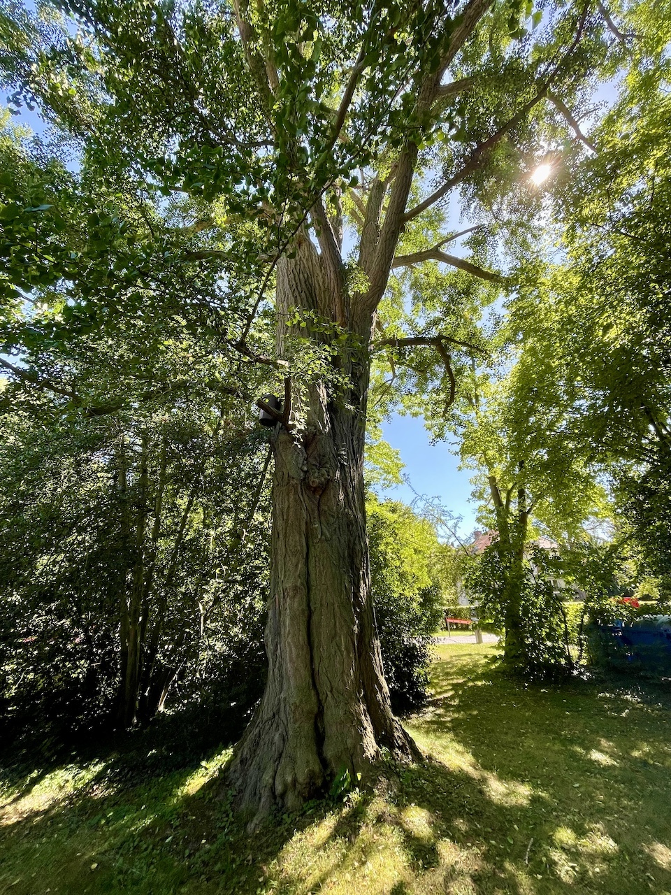 Ginkgo biloba - Bad Homburg - August 2024