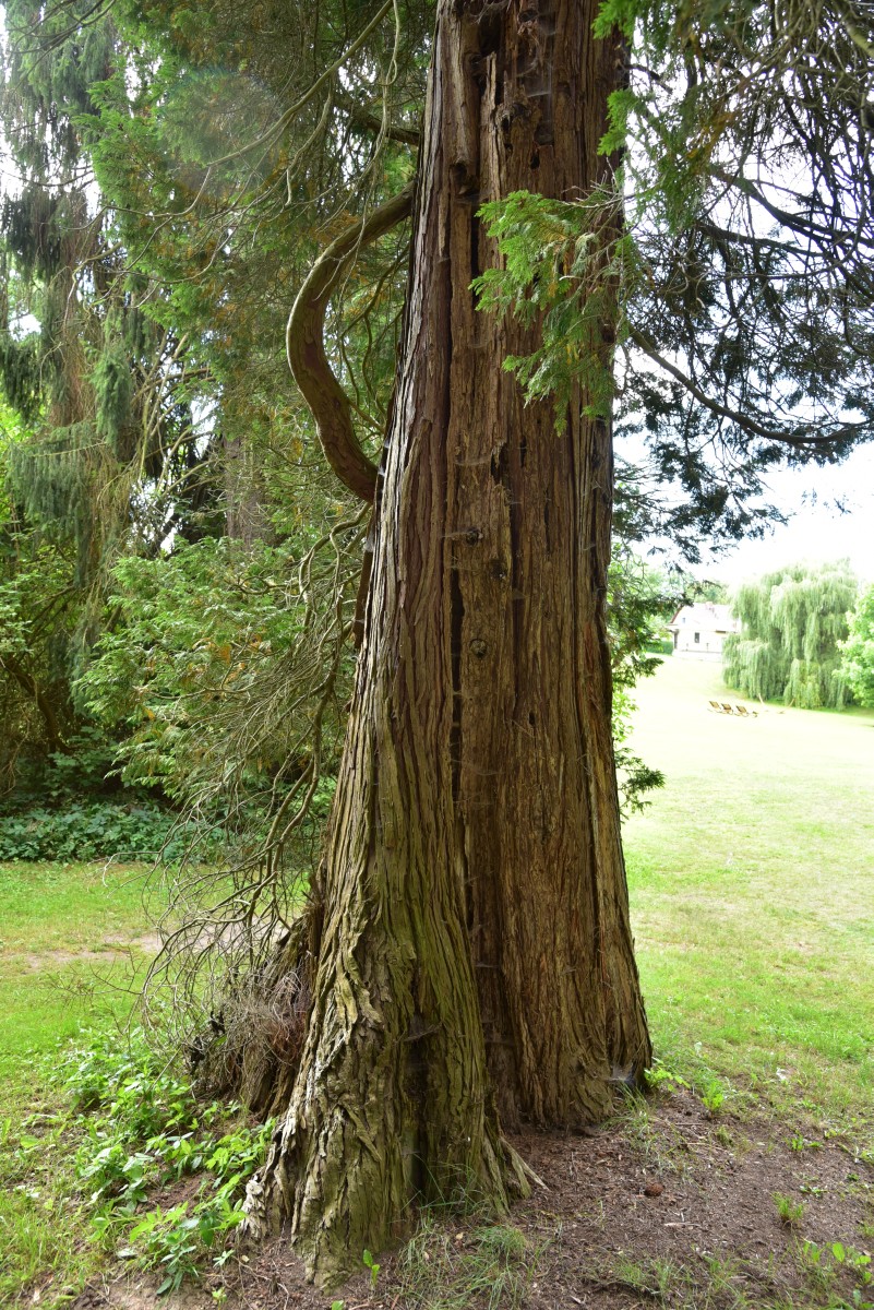Chamaecyparis lawsoniana