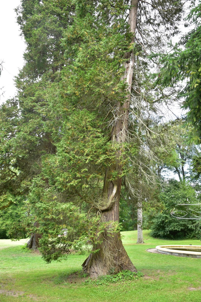 Chamaecyparis lawsoniana - Kaarz - August 2016