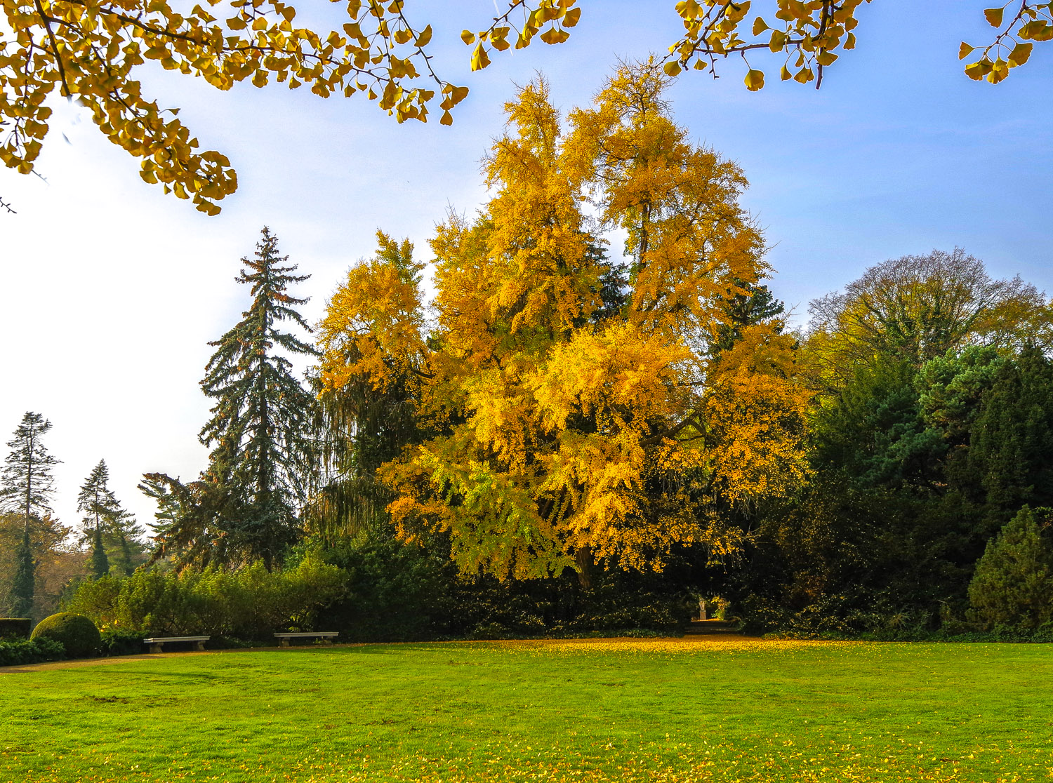 Ginkgo biloba - Potsdam - Okt. 2022