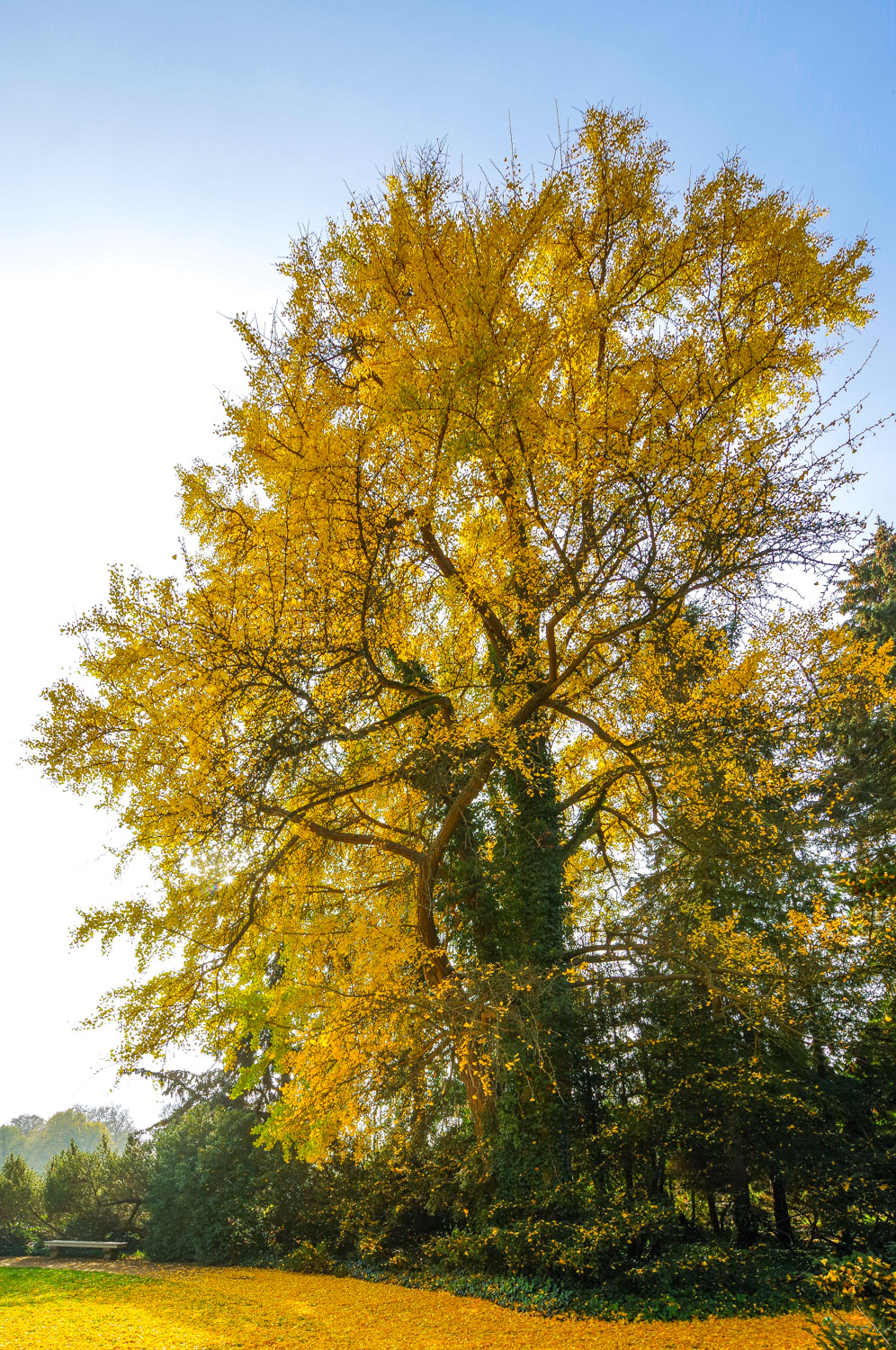 Ginkgo biloba - Potsdam - Okt. 2022