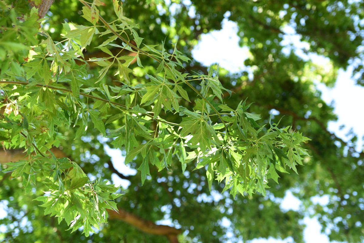 Acer platanoides 'Palmatifidum' - Dargersdorf - August 2015