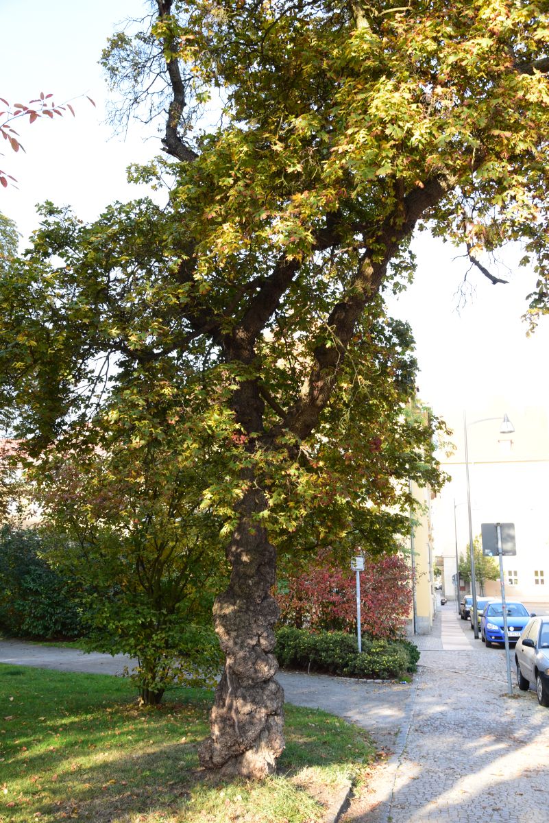 Acer platanoides 'Palmatifidum' - Bautzen - Oktober 2015
