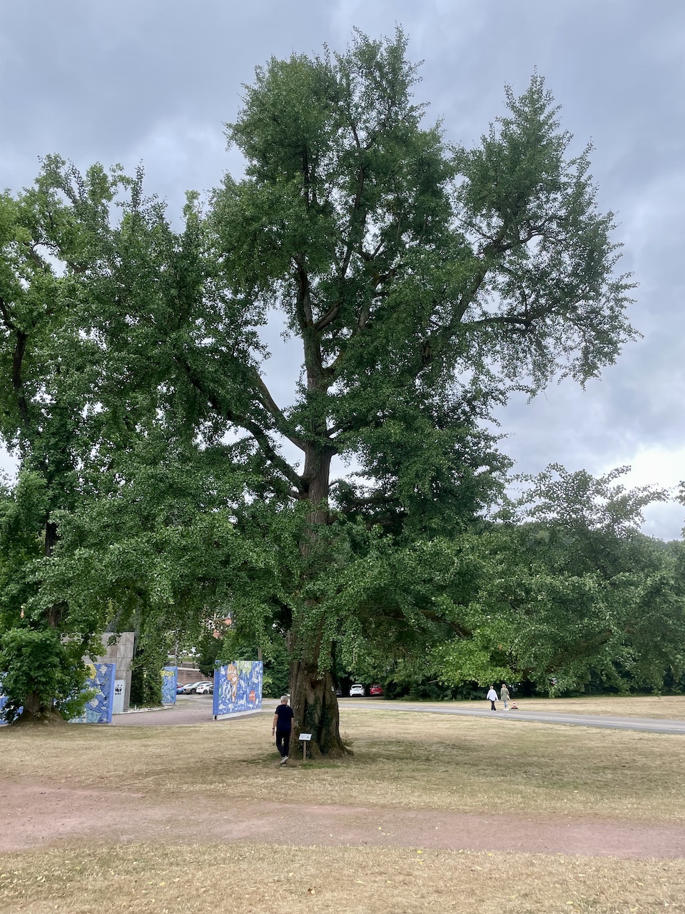 biloba Ginkgo