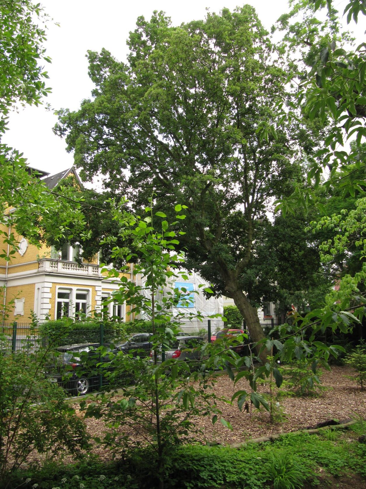 Quercus × turneri 'Pseudoturneri' - Bonn - Mai 2022