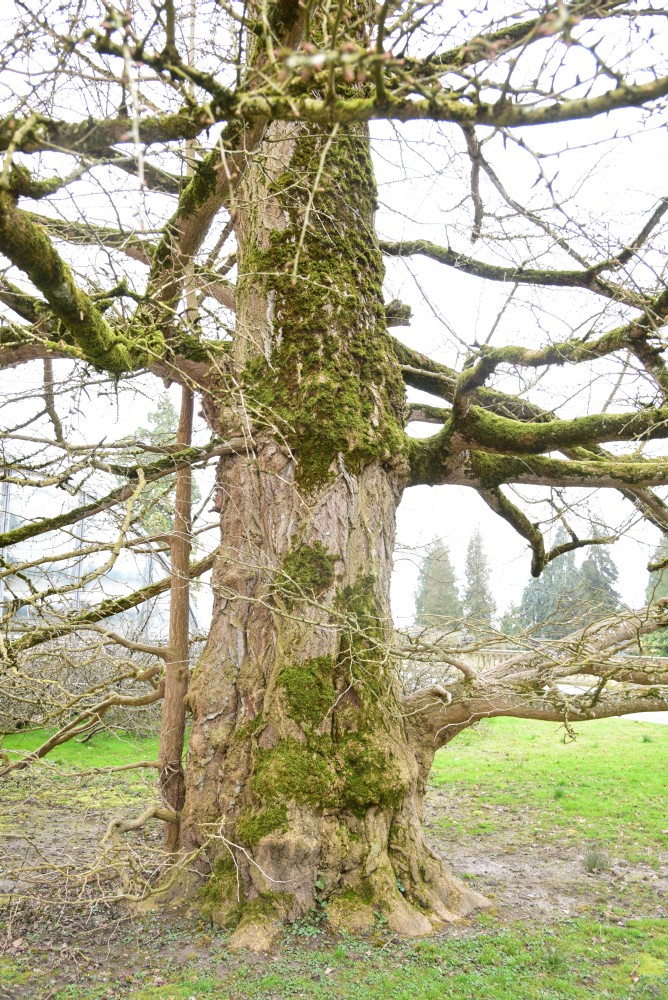 biloba Ginkgo