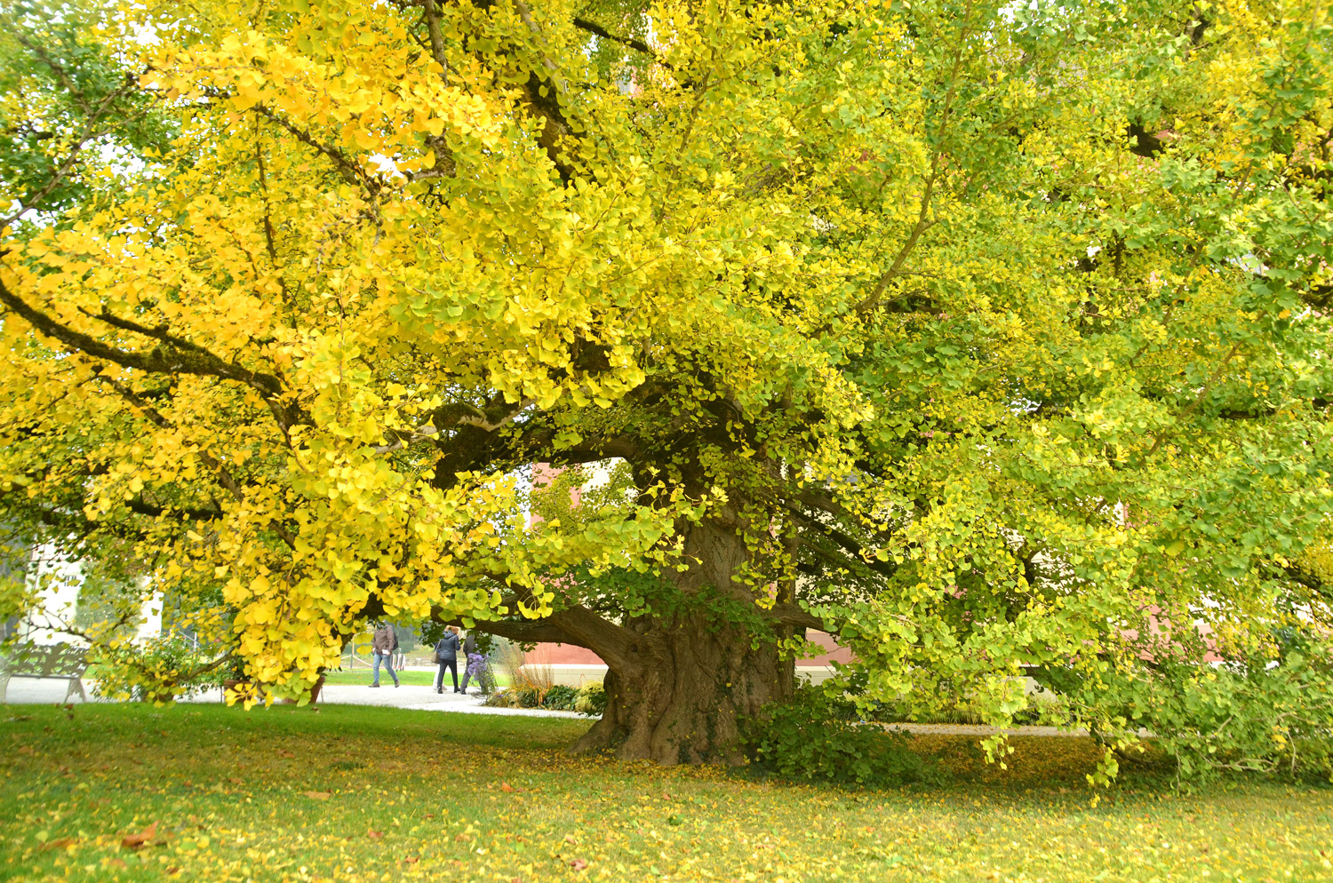 Ginkgo biloba - Insel Mainau - 2021