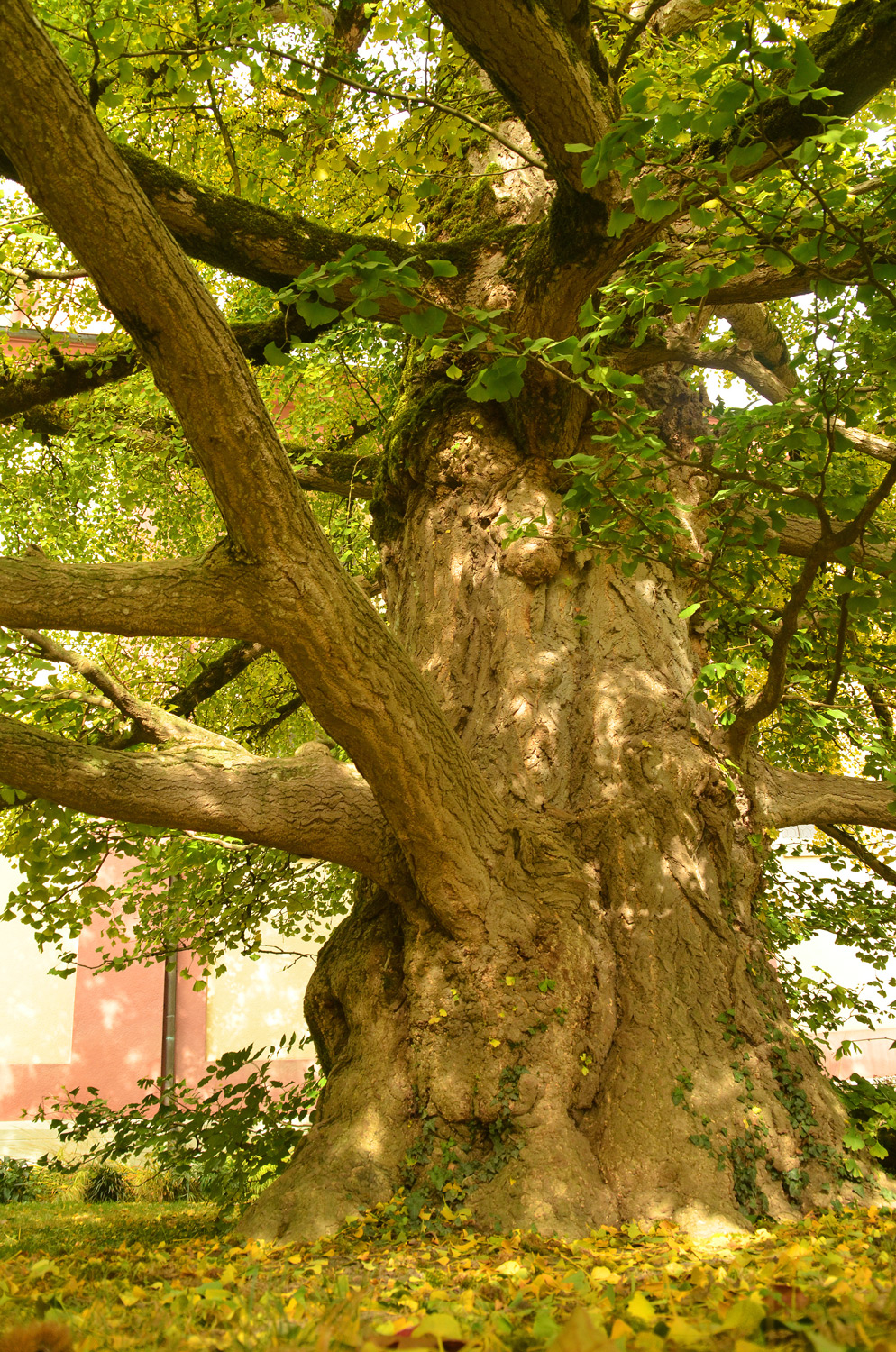 Ginkgo biloba - Insel Mainau - 2021