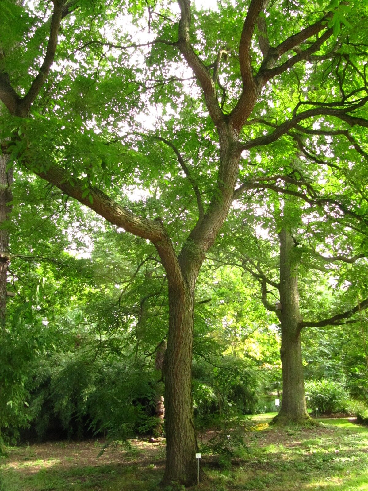 Gymnocladus dioicus - Bonn - Juli 2024