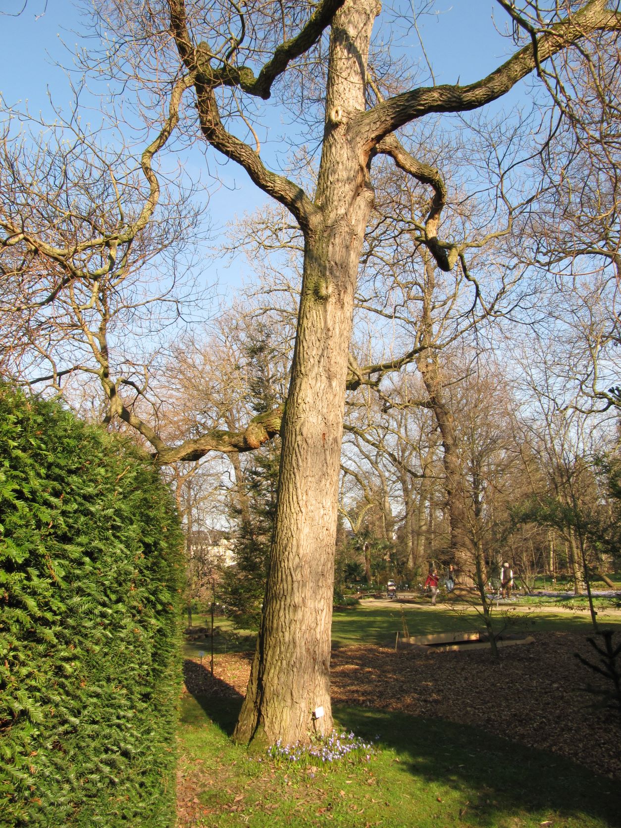 Sassafras albidum - Bonn - März 2022