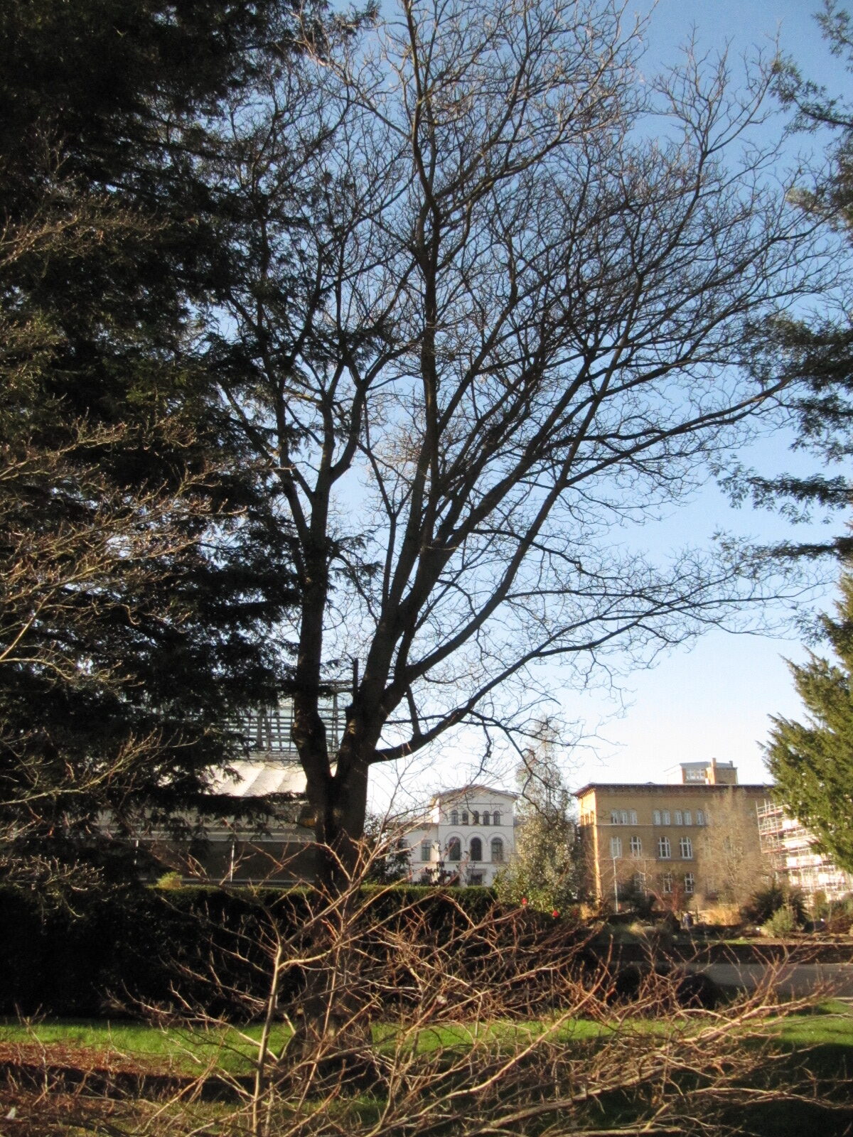 Broussonetia Papyrifera - Bonn - Febr. 2023