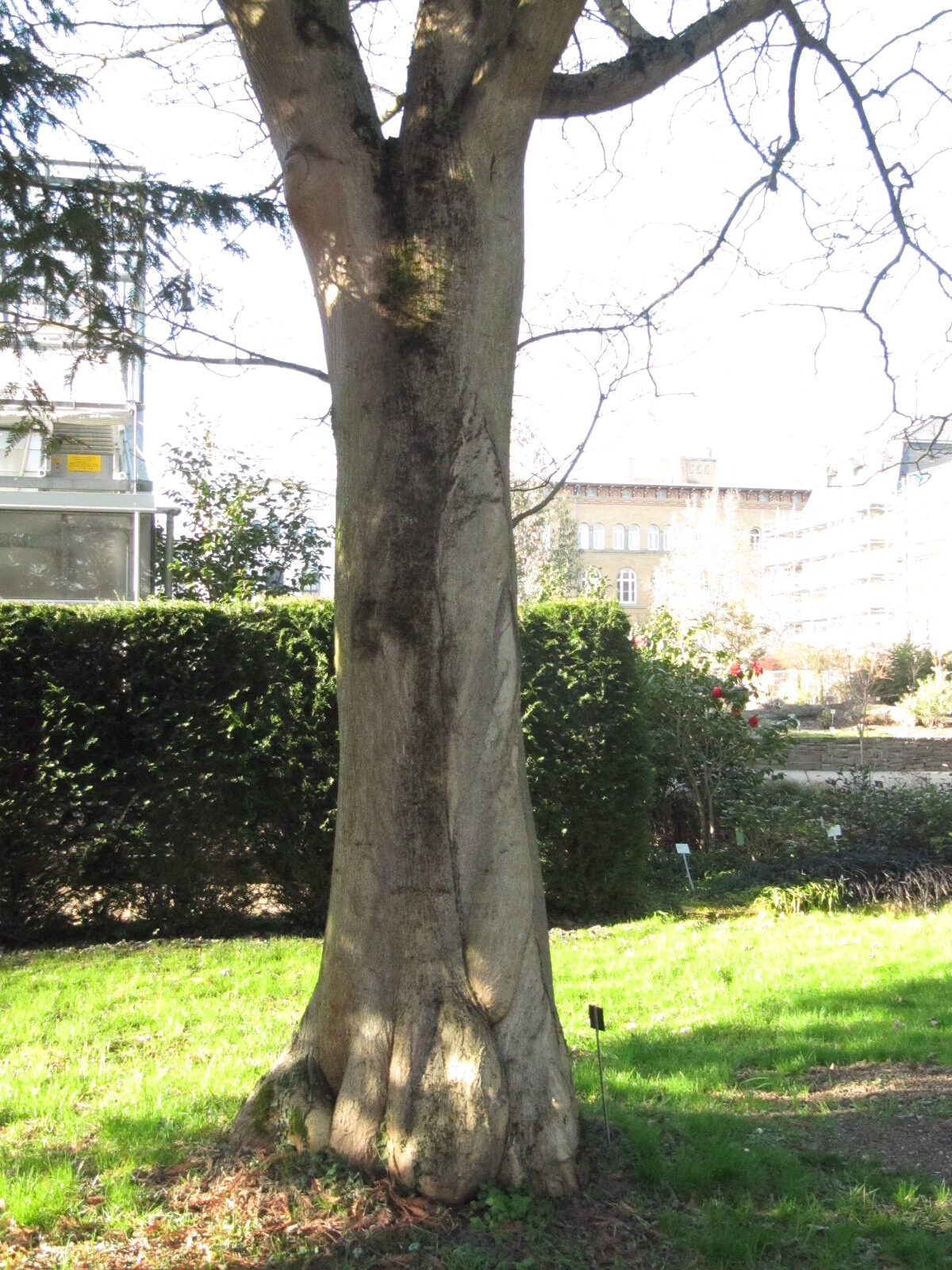 Broussonetia Papyrifera - Bonn - Febr. 2023