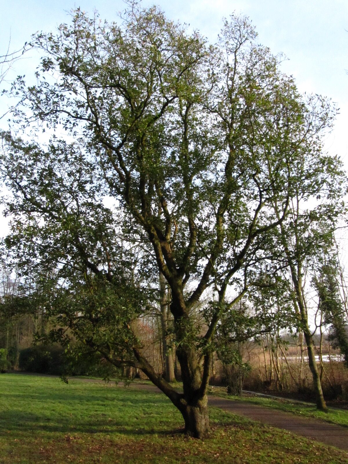 'Pseudoturneri' × turneri Quercus
