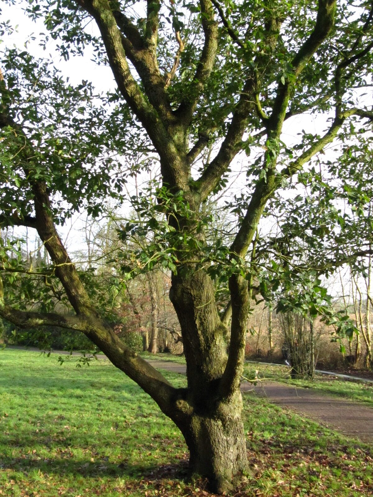 Quercus × turneri 'Pseudoturneri' - Bremen-Lesum, Knoops Park - Jan. 2025