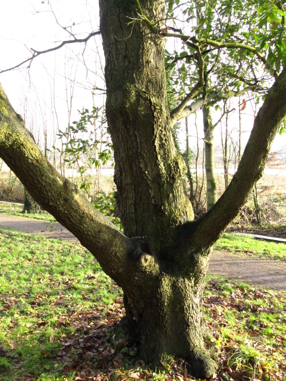 Quercus × turneri 'Pseudoturneri' - Bremen-Lesum, Knoops Park - Jan. 2025