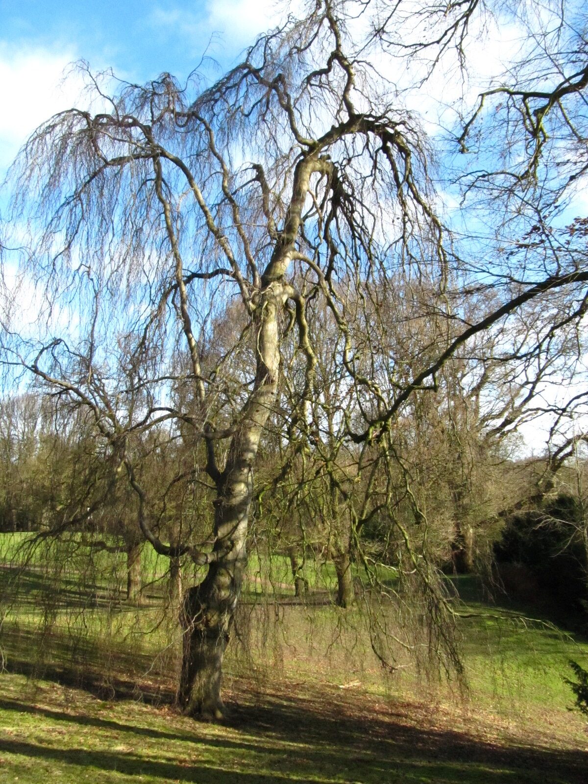'Pendula' Fagus sylvatica