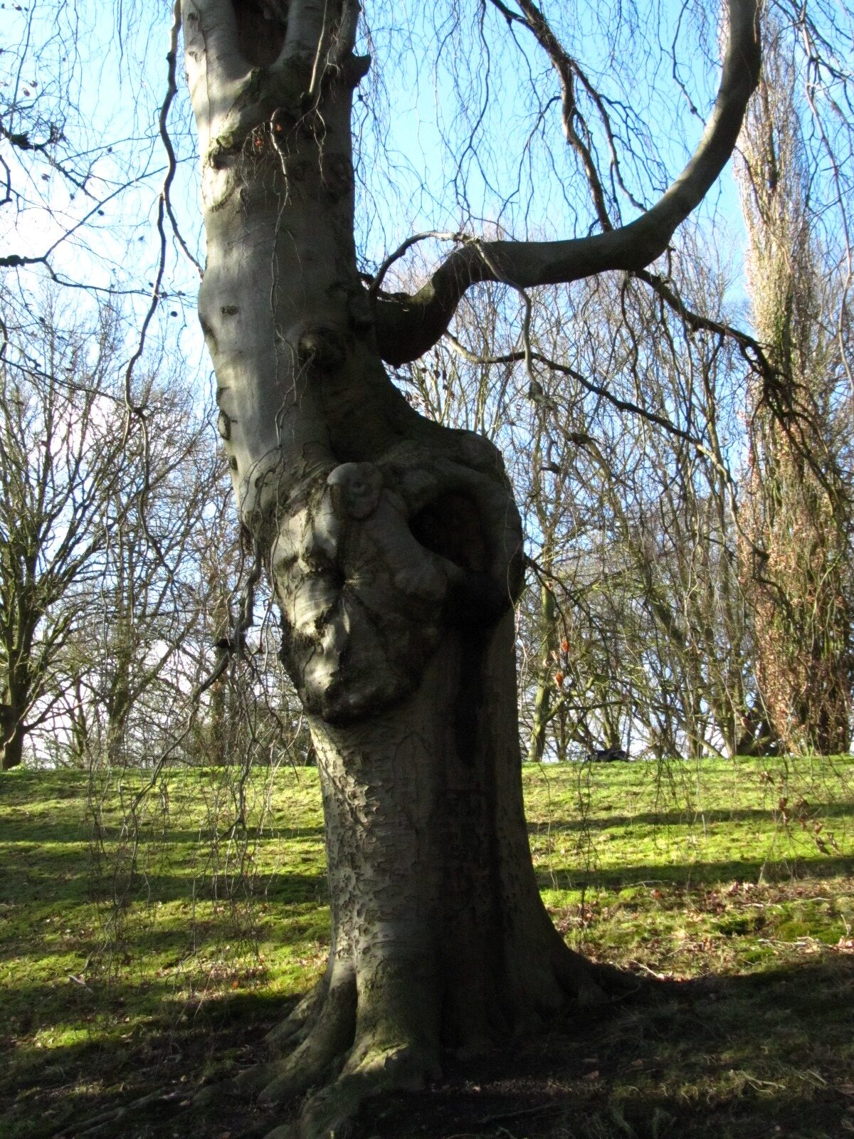 Hänge-Buche - Bremen-Lesum - Jan. 2025