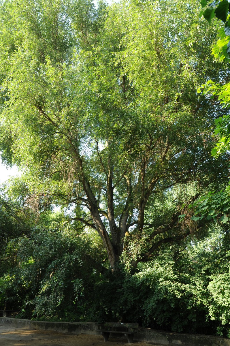 Populus simonii - Berlin-Pankow - Juli 2015