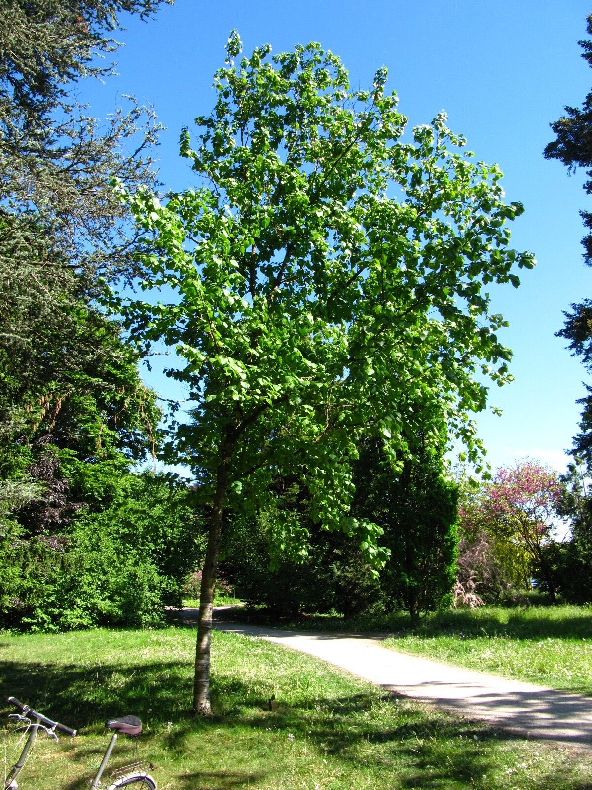 Betula maximowicziana