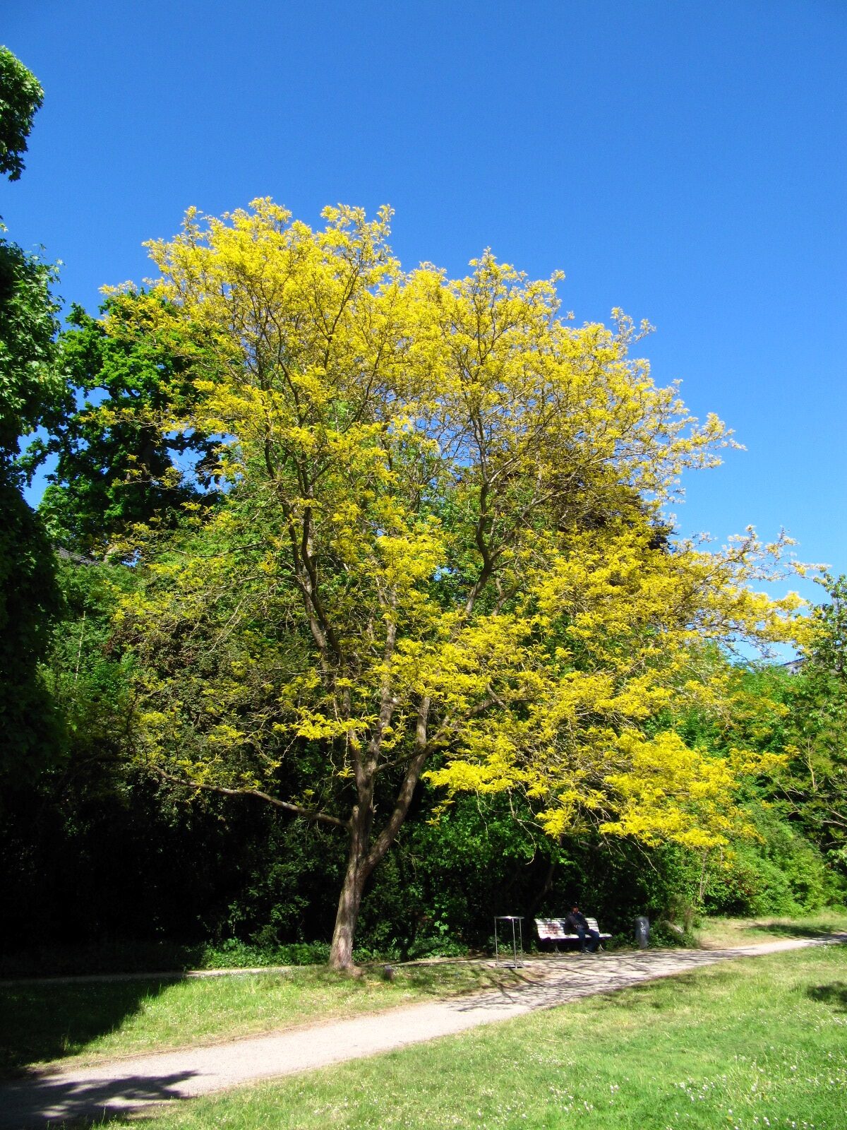 'Sunburst' Gleditsia triacanthos