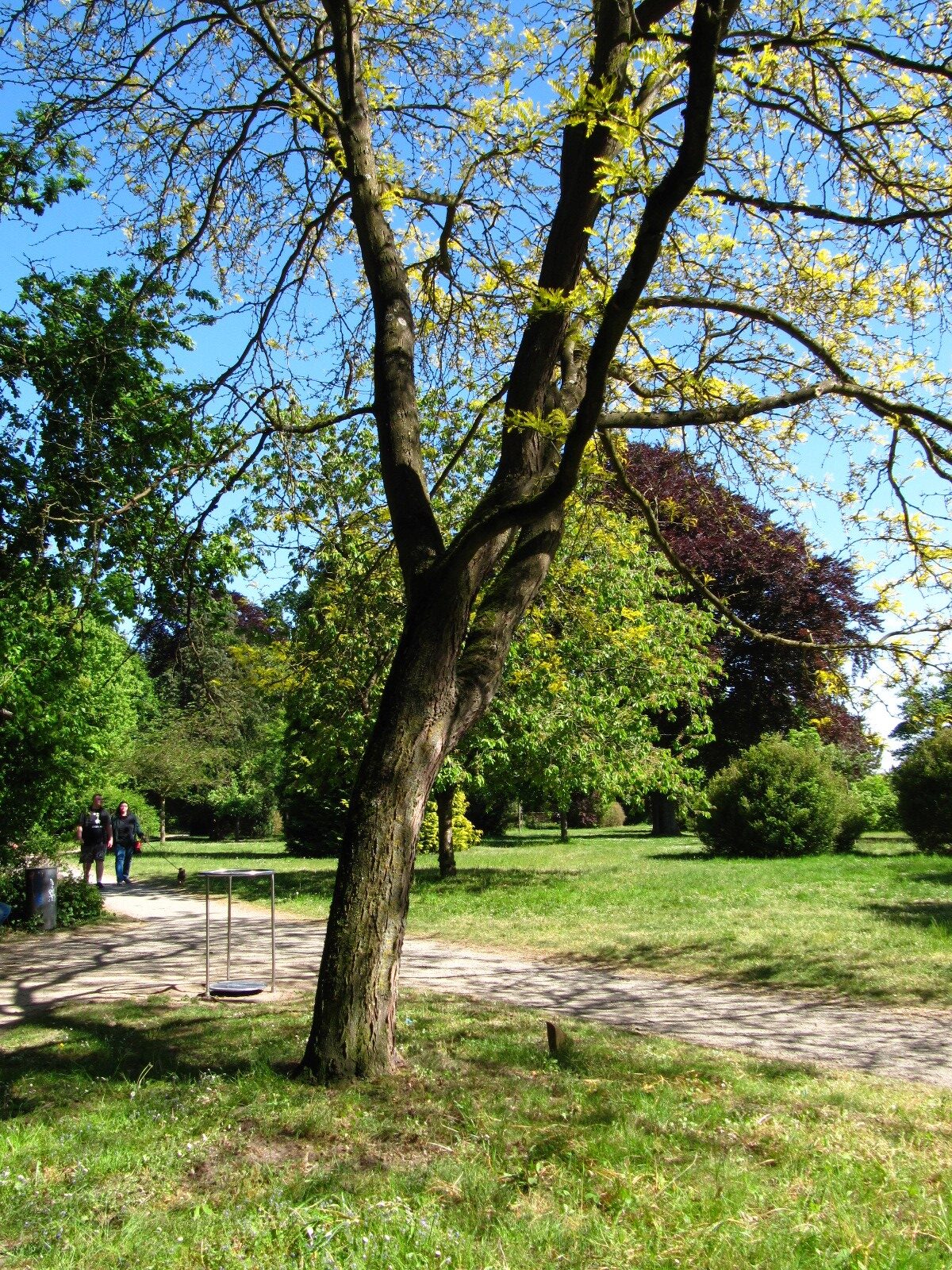 Gleditsia triacanthos 'Sunburst' - Bremen-Vegesack - Mai 2025