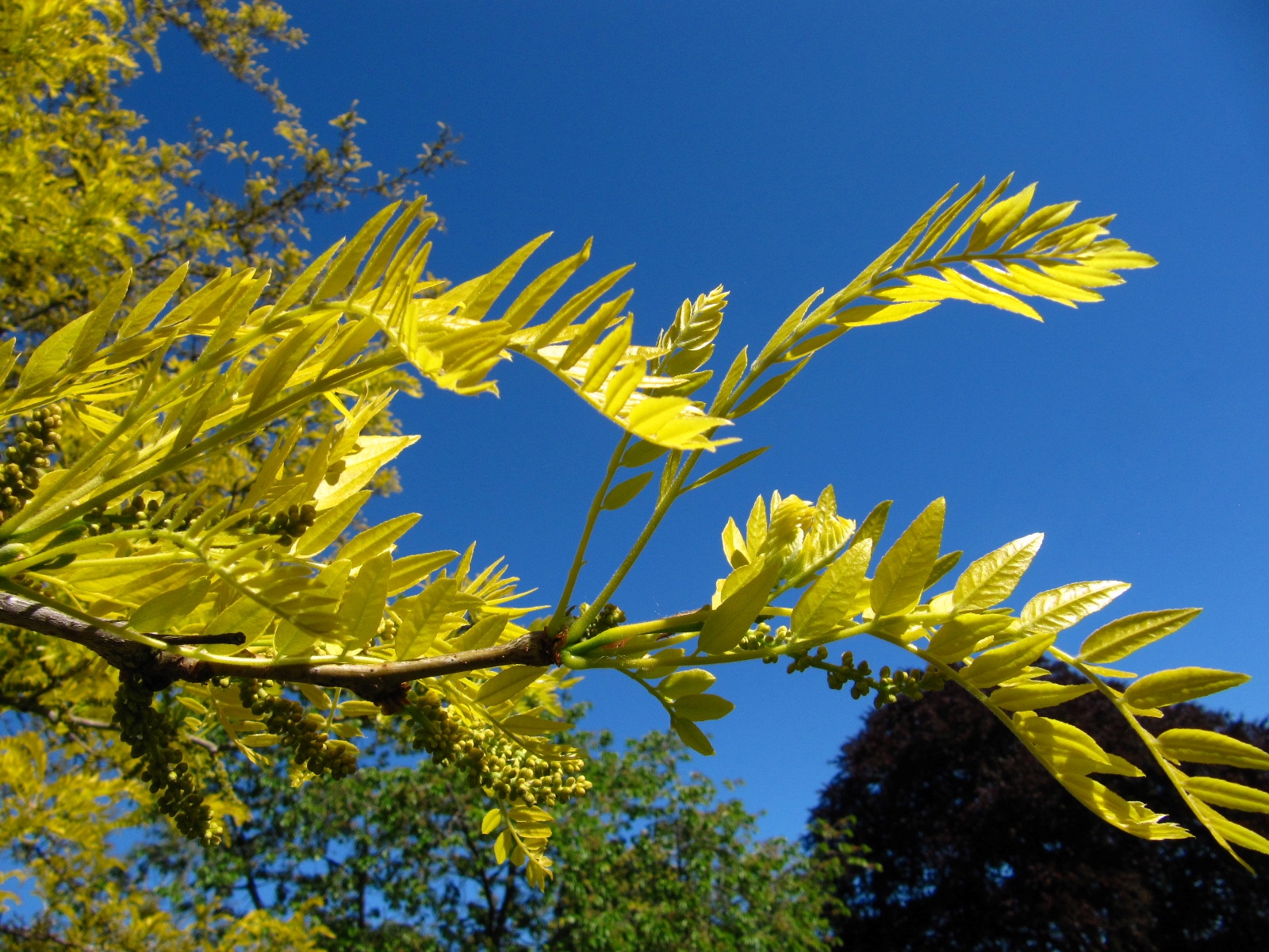 Gleditsia triacanthos 'Sunburst' - Bremen-Vegesack - Mai 2025