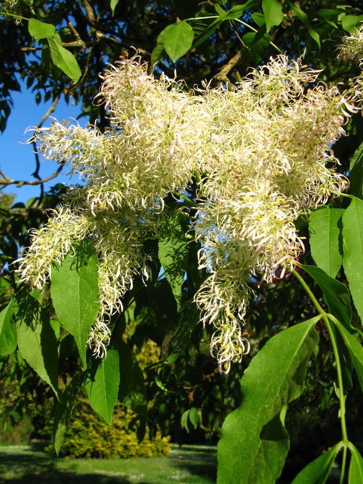Fraxinus paxiana - Bremen-Vegesack - Mai 2025
