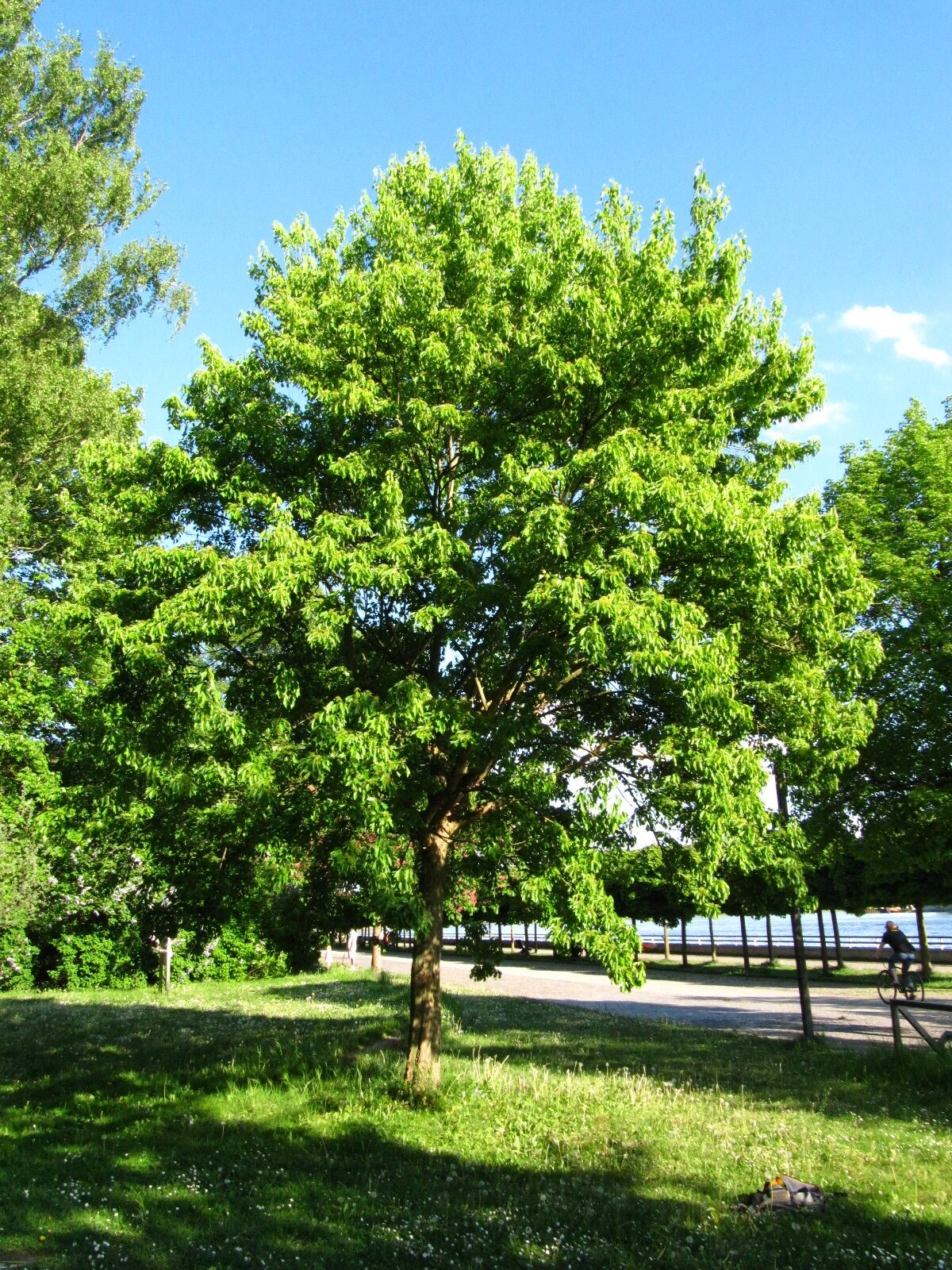Acer buergerianum