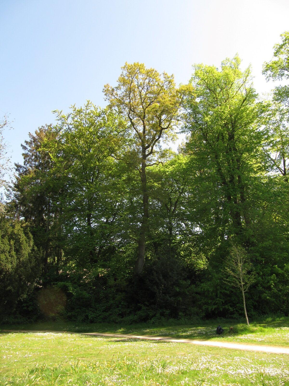 'Mespilifolia' petraea Quercus