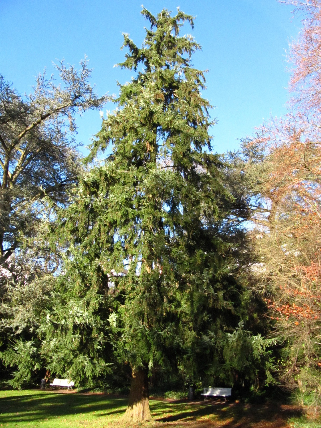 heterophylla Tsuga