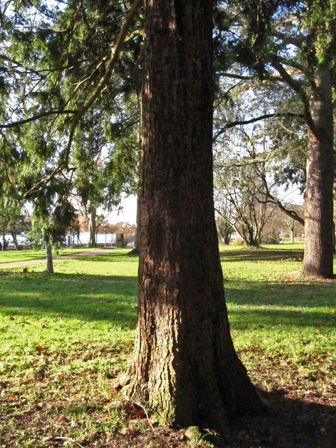 Tsuga heterophylla - Bremen-Vegesack - Nov. 2024