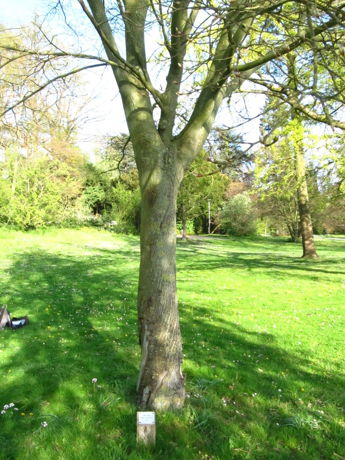 Acer davidii - Bremen-Vegesack - April 2025