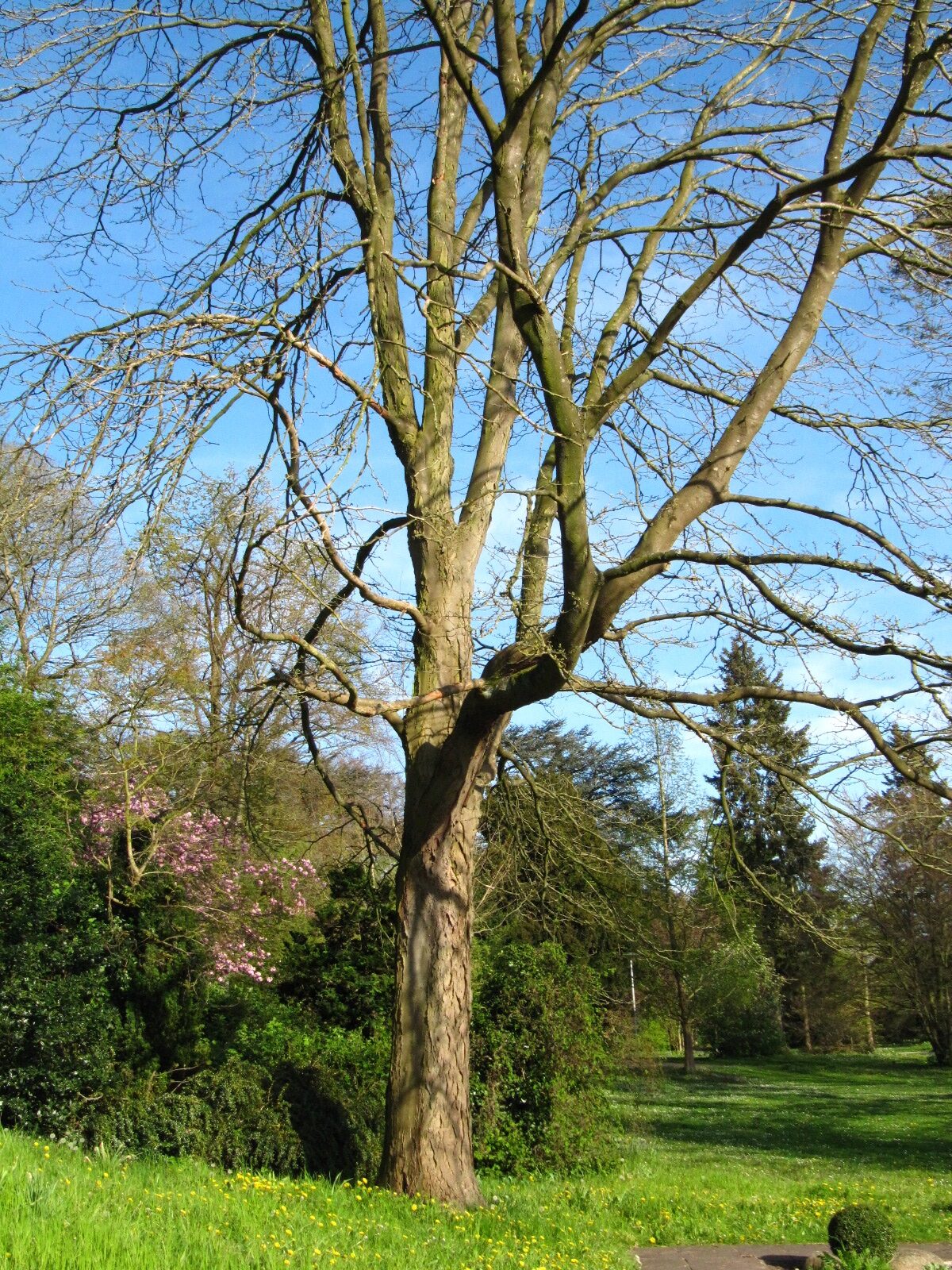 Gleditsia triacanthos - Bremen-Vegesack - April 2025