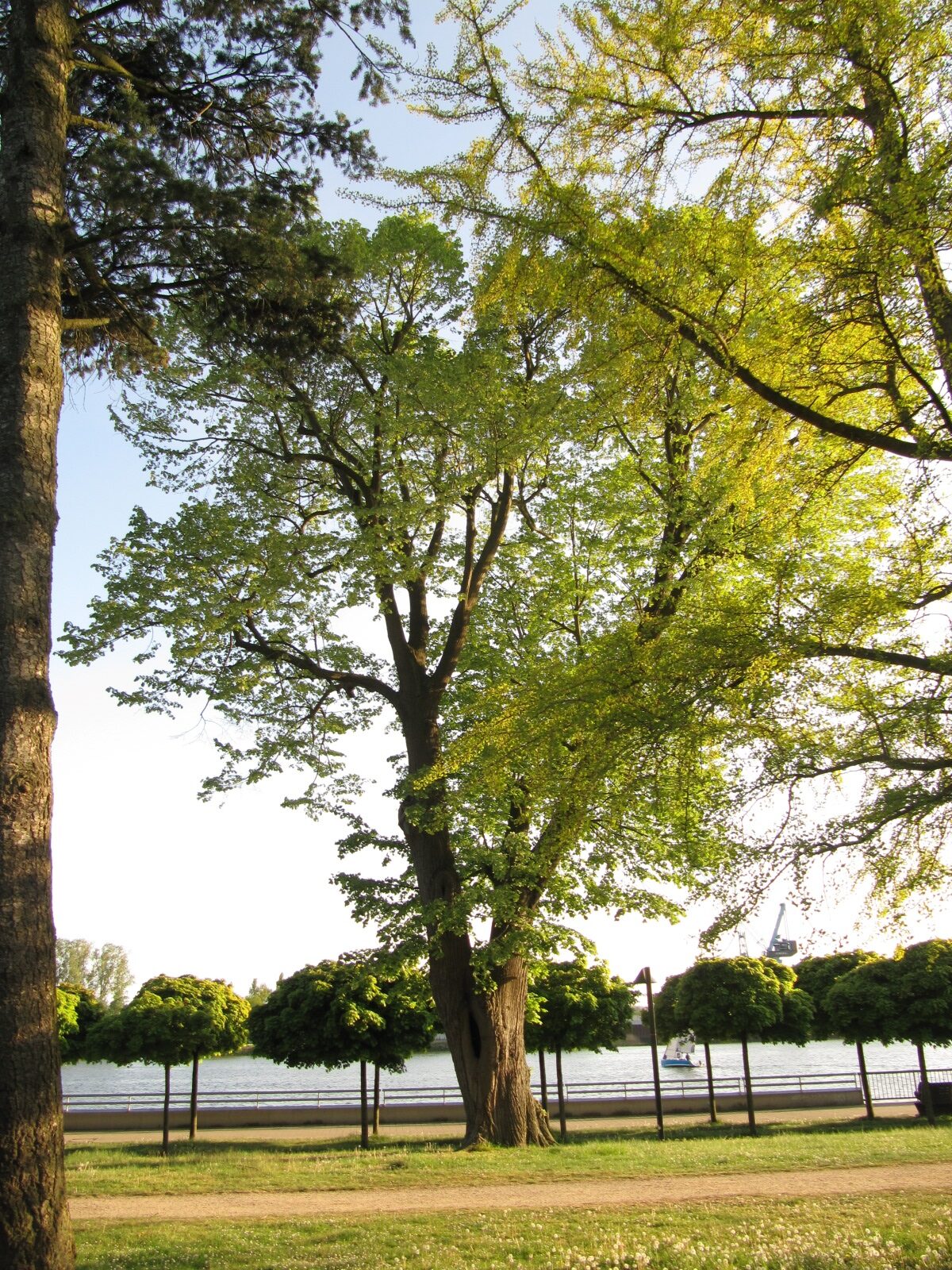 Tilia tomentosa - Bremen-Vegesack - Mai 2022