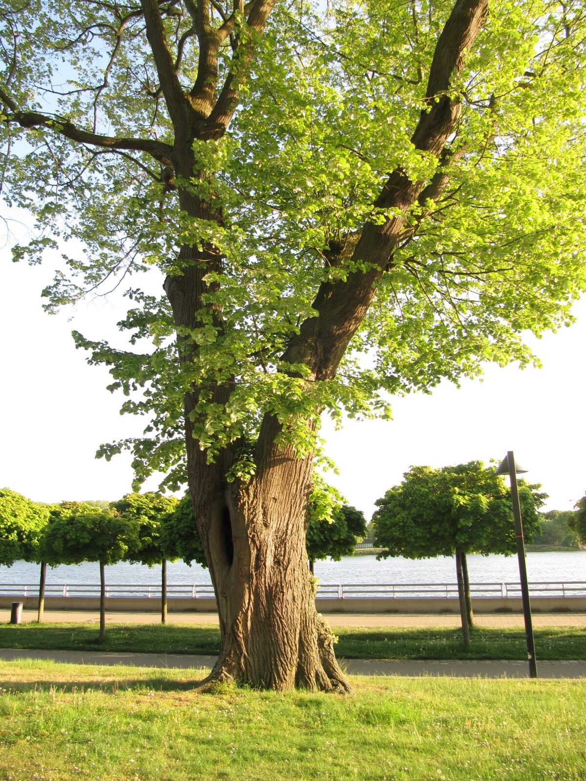 Tilia tomentosa - Bremen-Vegesack - Mai 2022