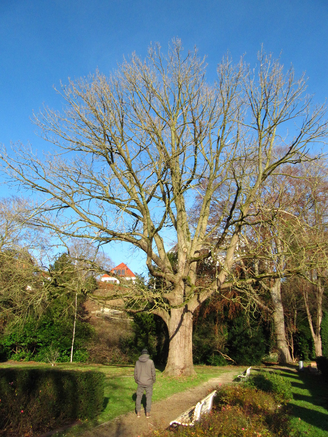 frainetto Quercus