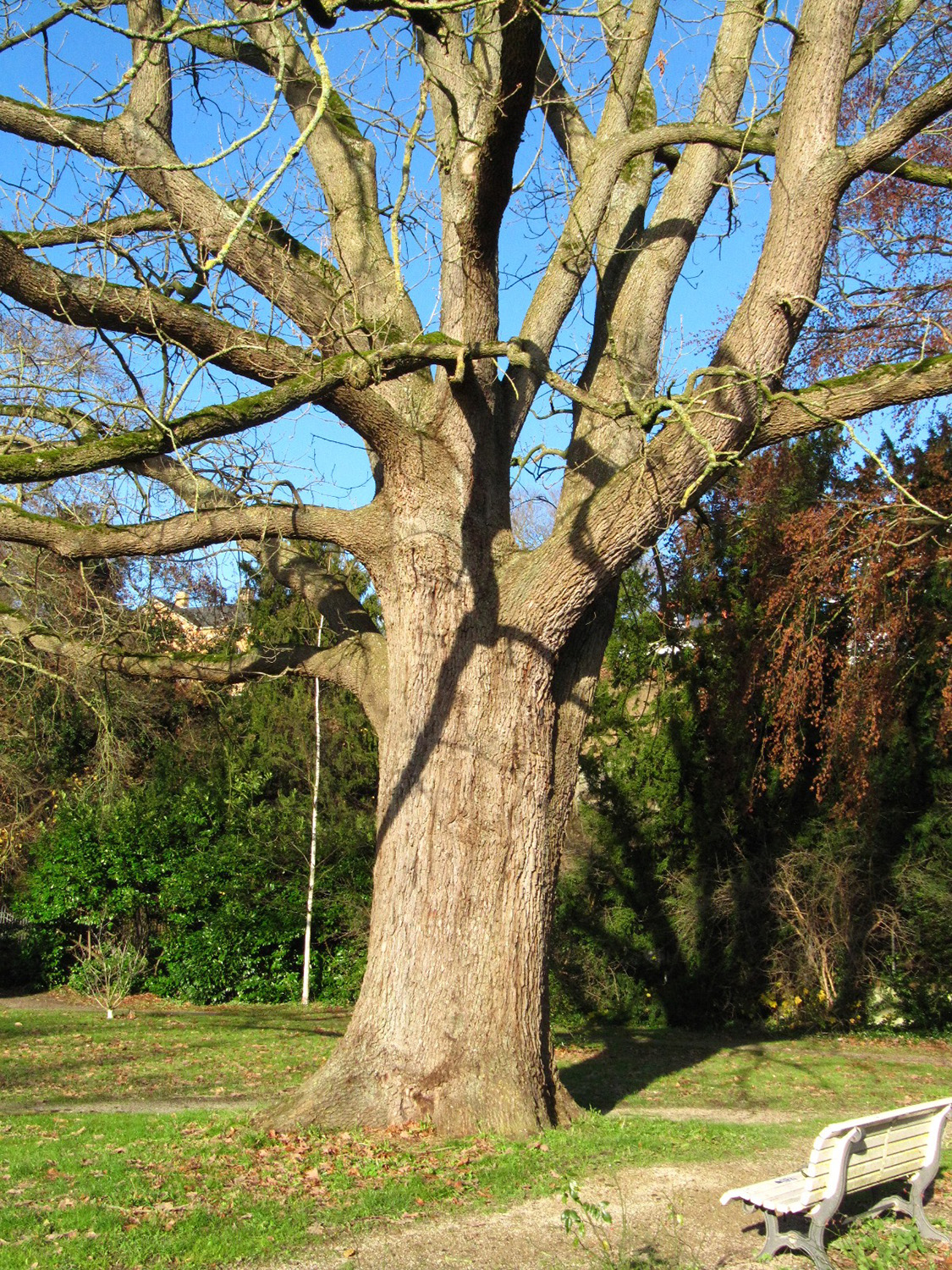 Quercus frainetto - Bremen-Vegesack - Nov. 2024