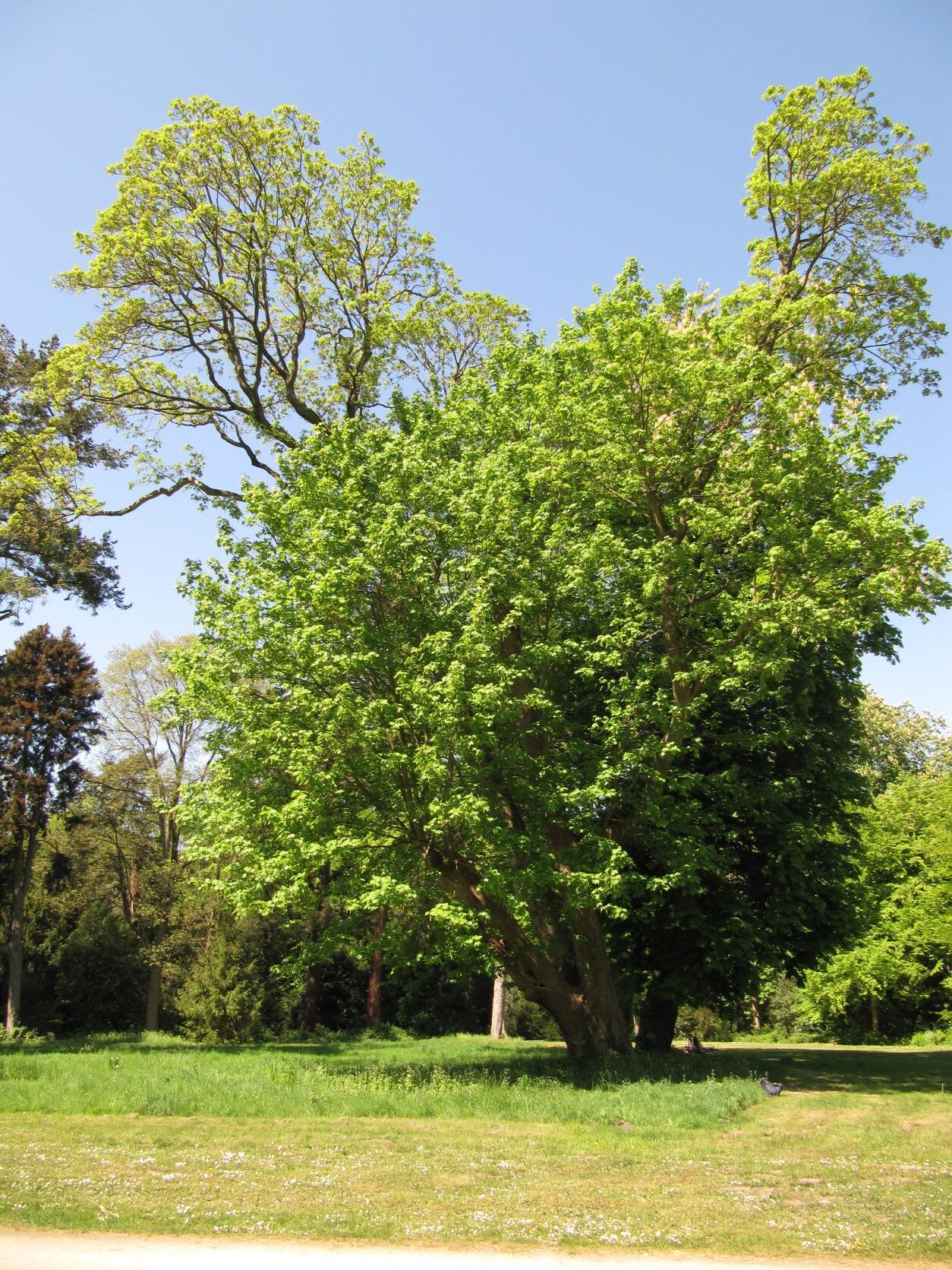 Acer pseudoplatanus