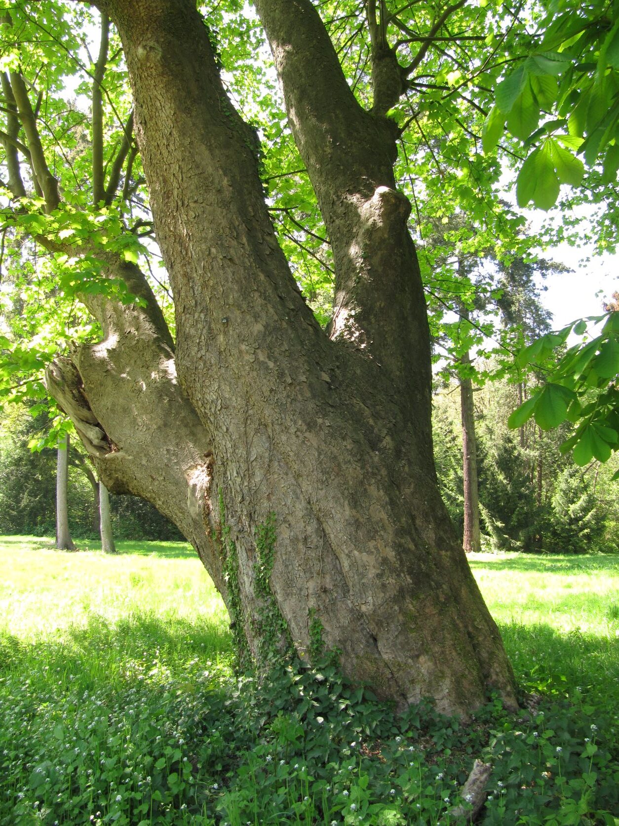 Acer pseudoplatanus - Bremen Blumenthal - Mai 2022