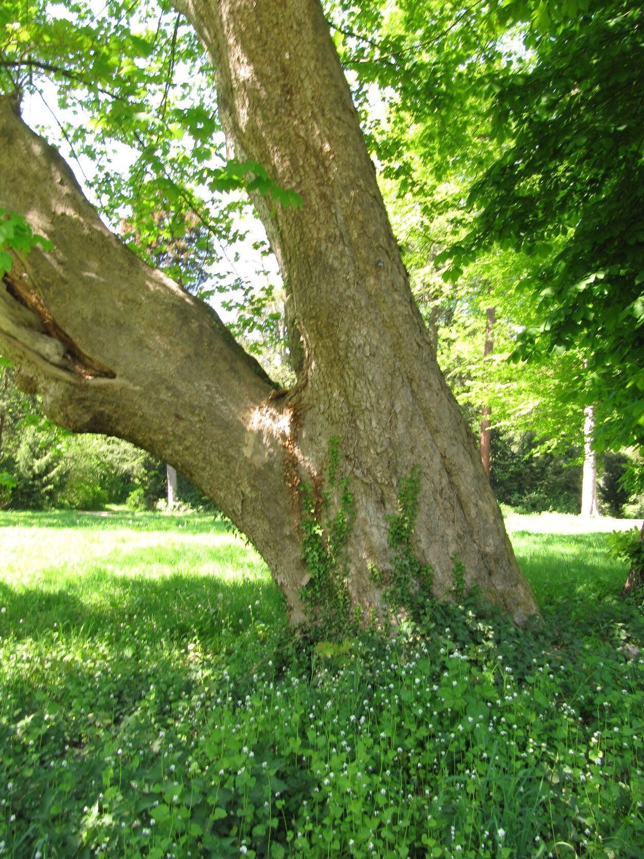 Acer pseudoplatanus - Bremen Blumenthal - Mai 2022