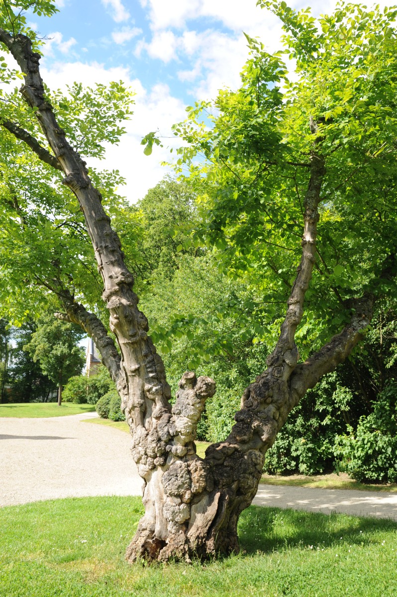 Cladrastis kentukea - Coburg Hofgarten - Juni 2014