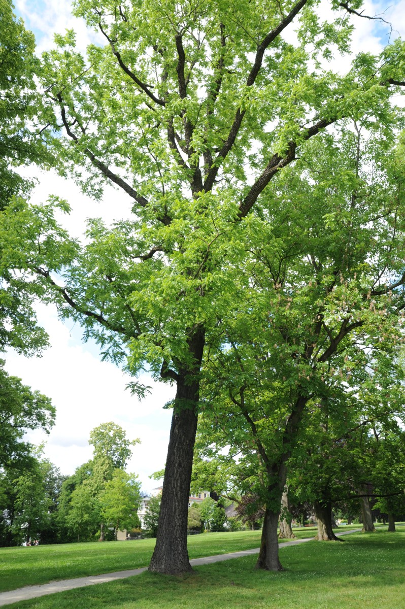 Juglans nigra