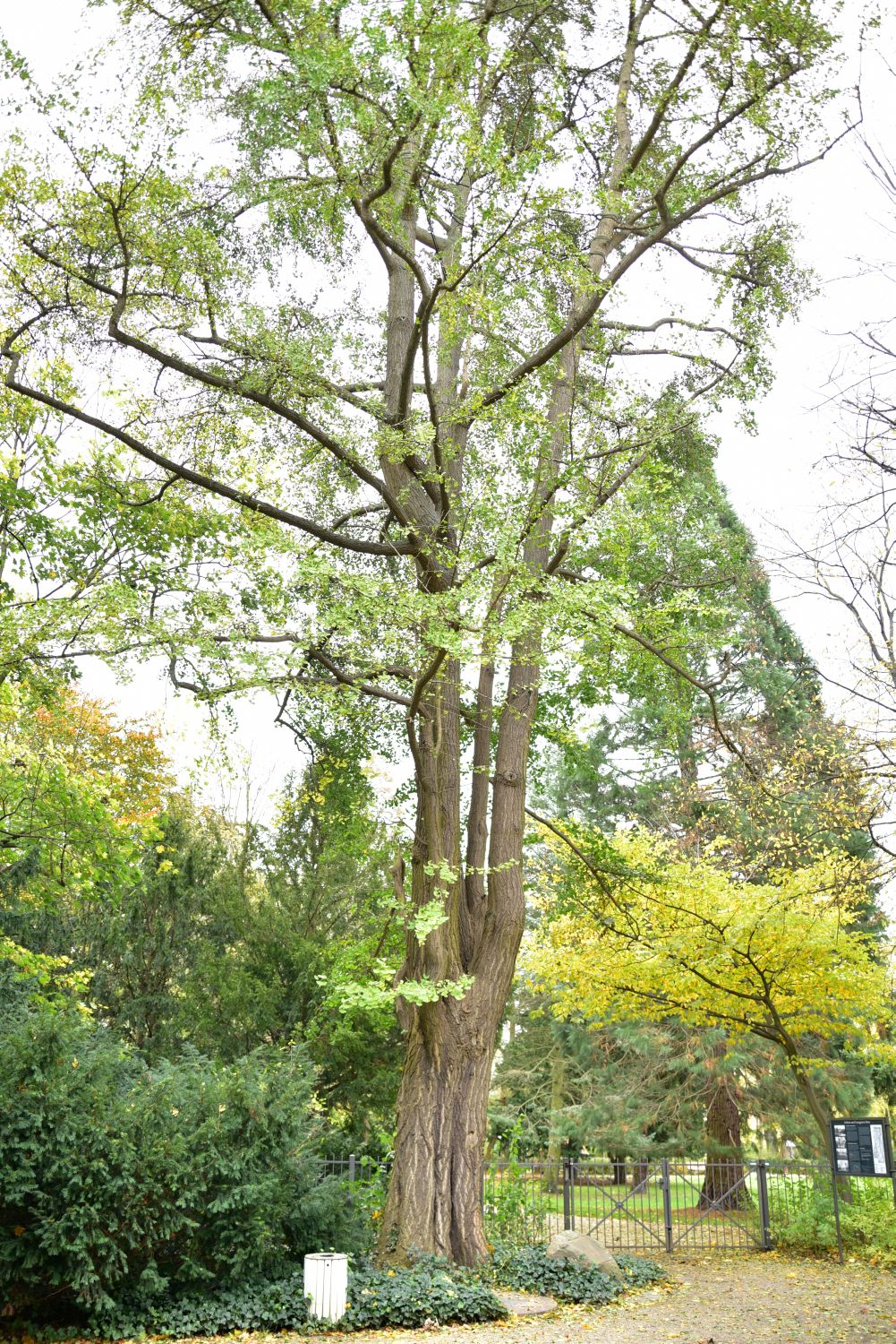 biloba Ginkgo