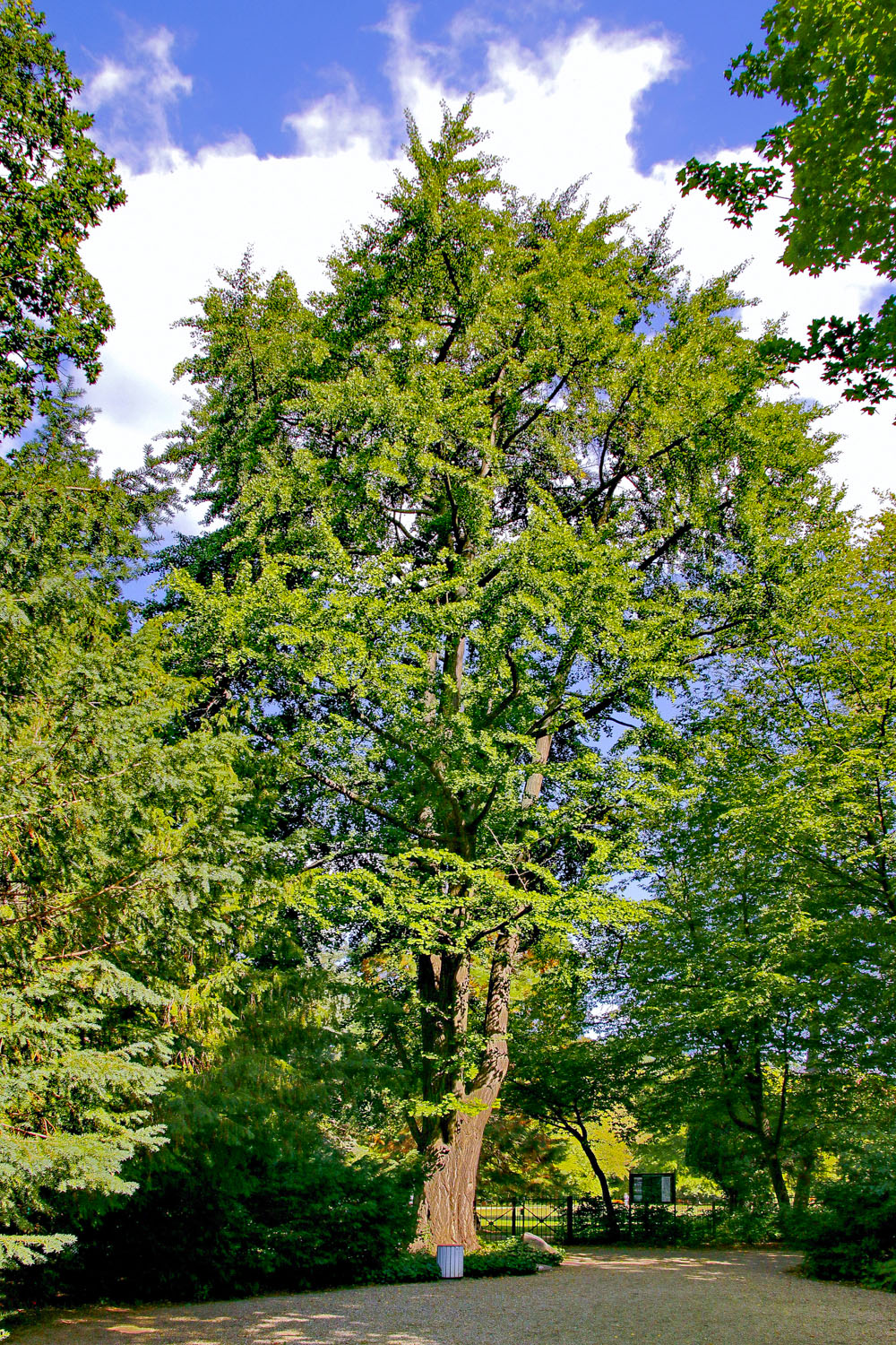 Ginkgo biloba - Berlin-Britz - Sept. 2023