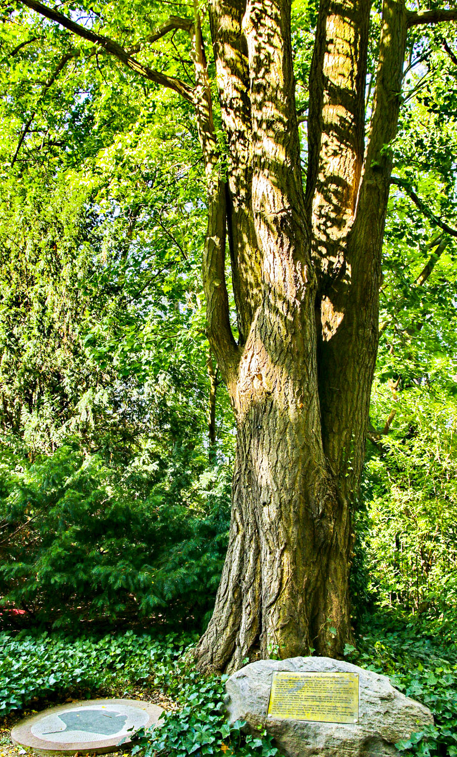 Ginkgo biloba - Berlin-Britz - Sept. 2023