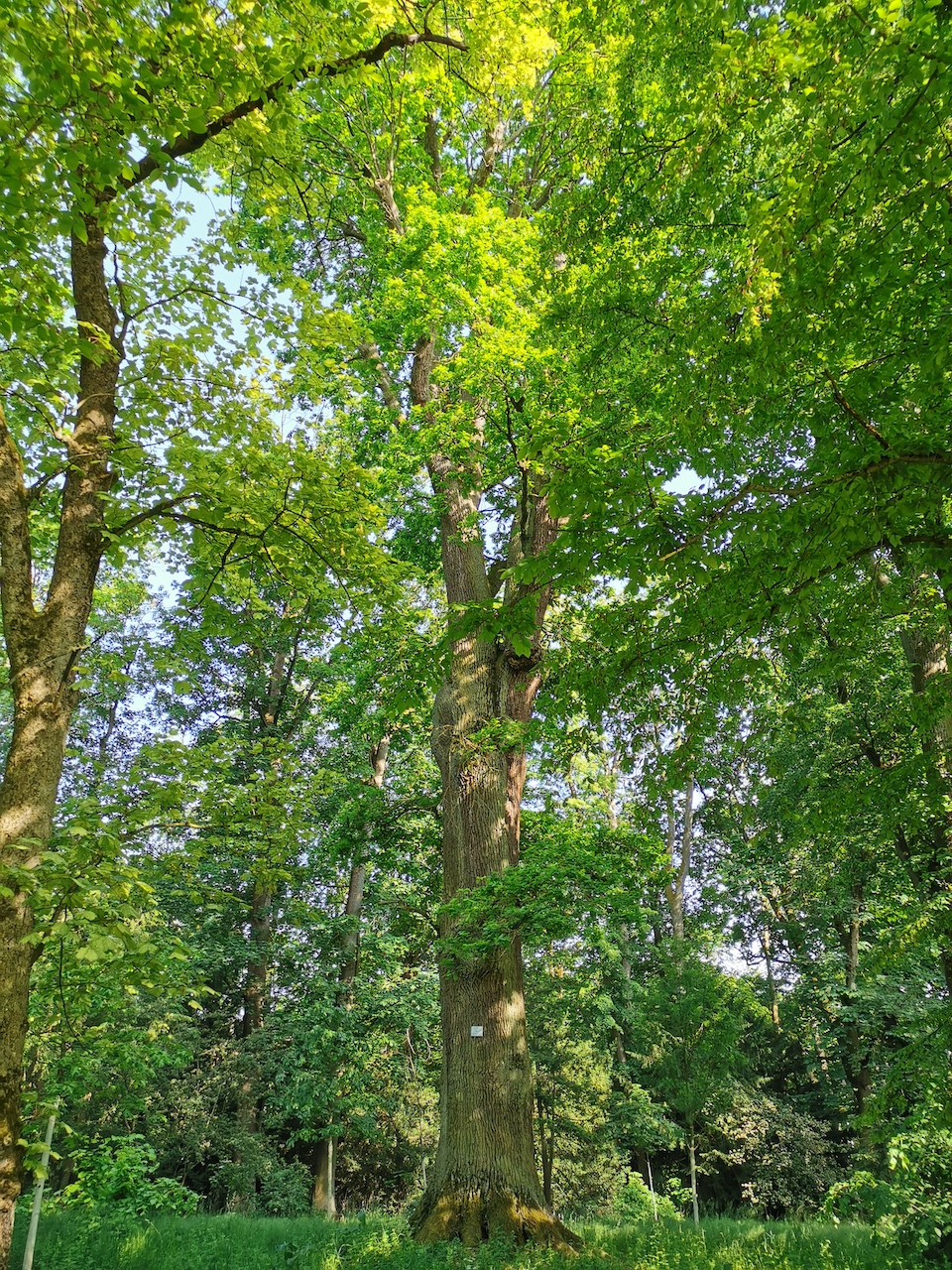 petraea Quercus