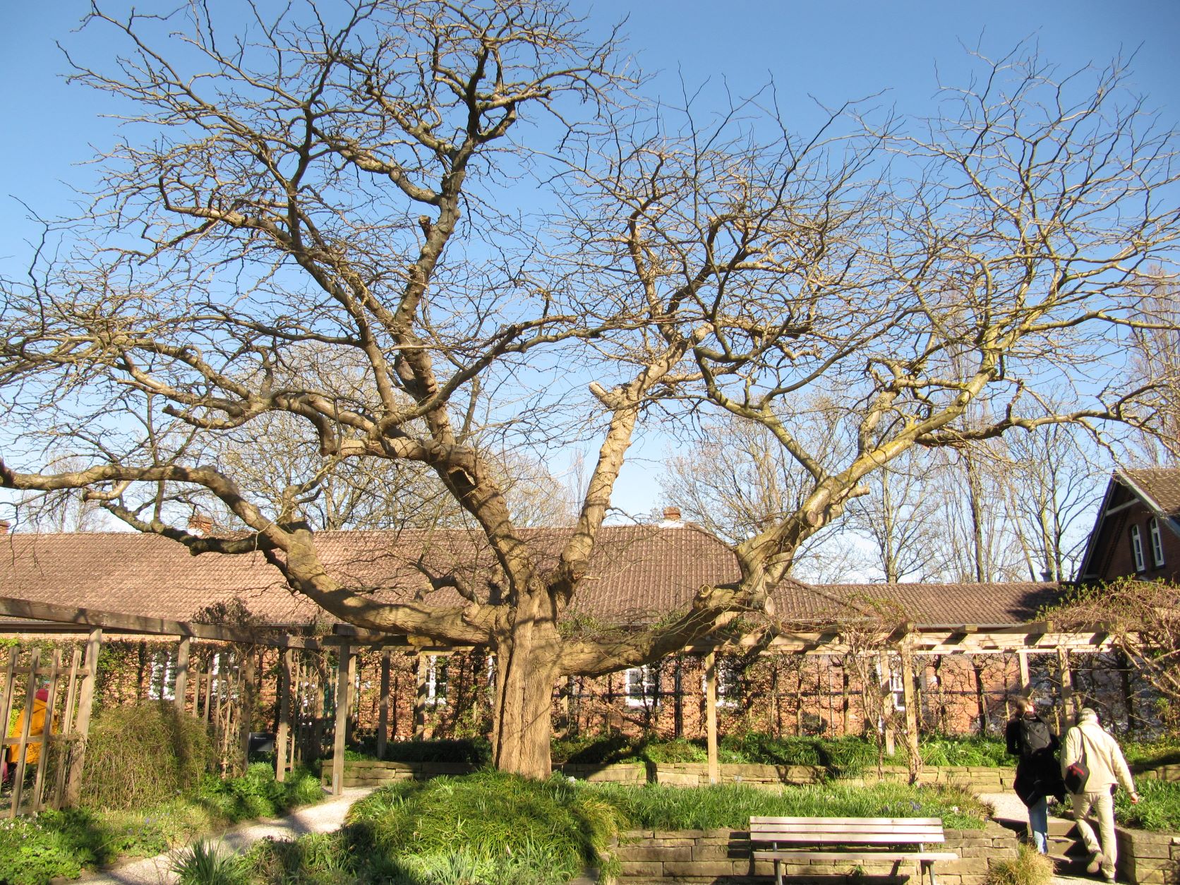 caspia Gleditsia